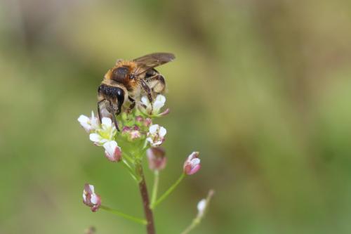 Réf. 321 362 : Andrena sp.